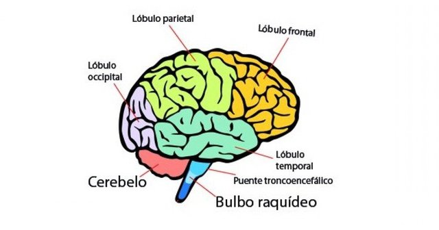 Partes Del Cerebro