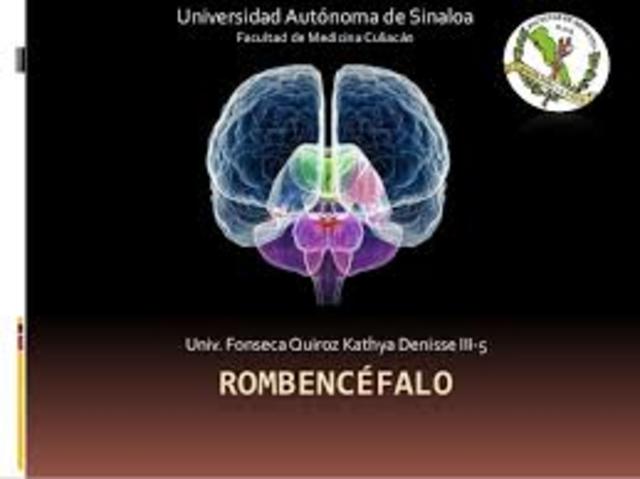 Rombencéfalo