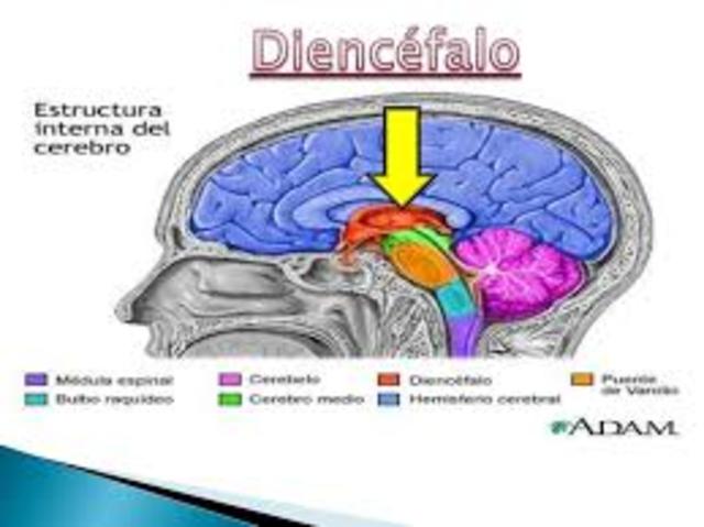 Diencéfalo