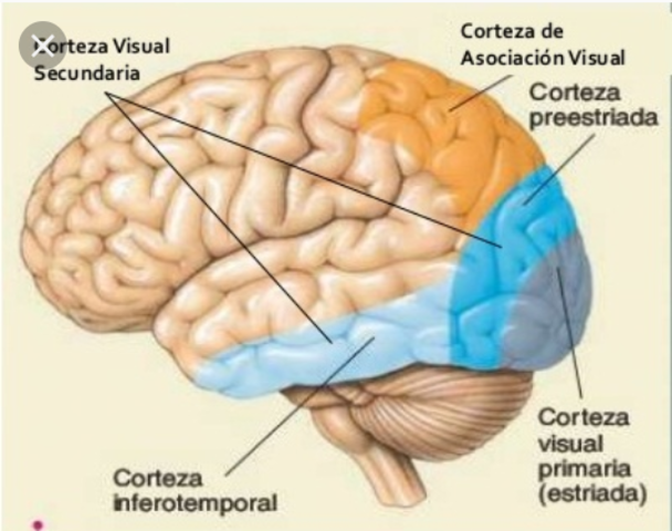 Corteza cerebral