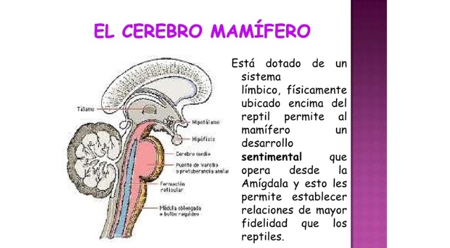 Tercer cerebro