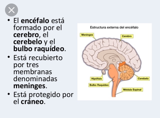 Cuarto cerebro