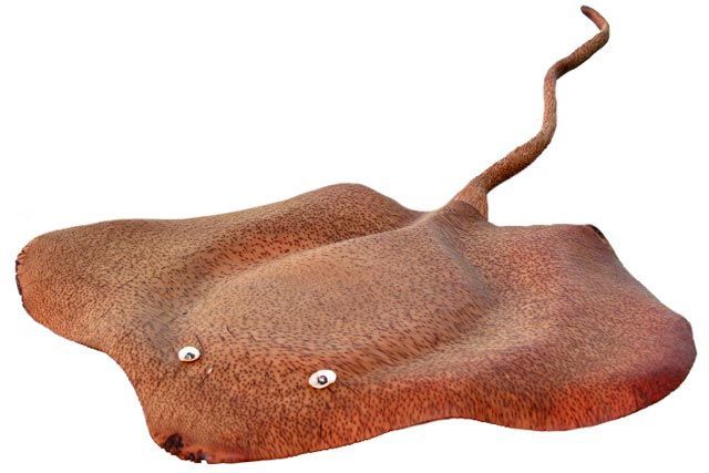 Raide kõrgaeg 95 mln. aastat tagasi