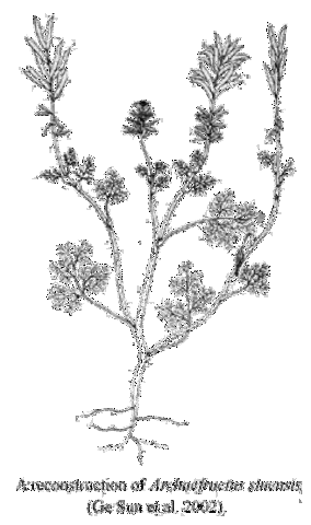 Esimesed õistaimed 125 mln. aastat tagasi