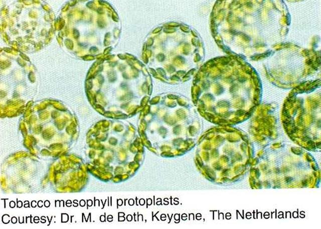 G. Labib y G. Melchers
