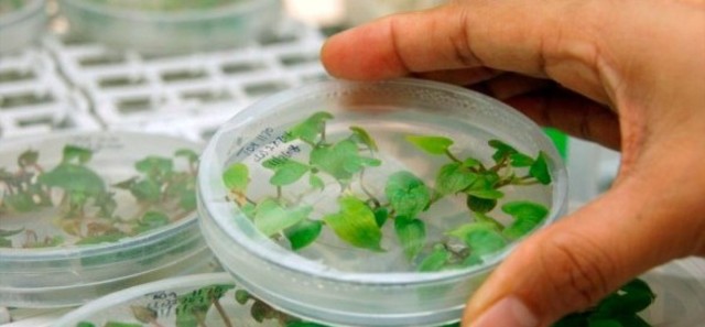 Calva; Aitchison et. al.