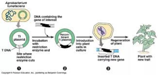 Herrera-Estrella et. al.; Agrobacterium