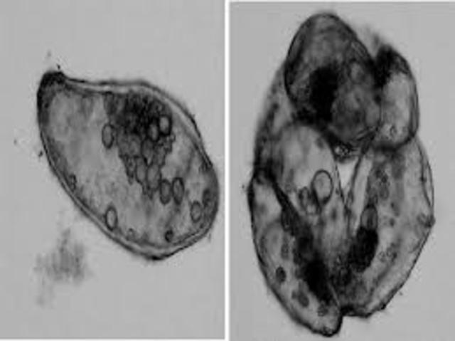 Ochoa-Villareal et. al.