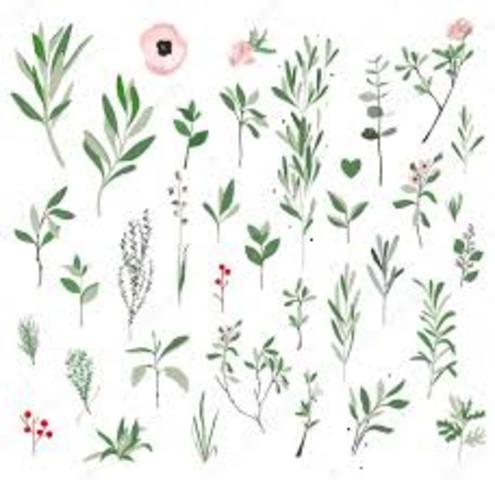 Pauwels, Inzé y Goossens