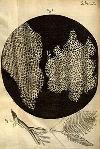 Robert Hooke