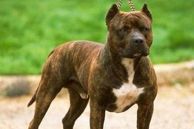 Amor hacia los animales