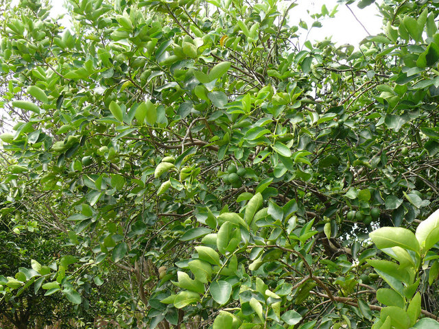 Árbol de limón