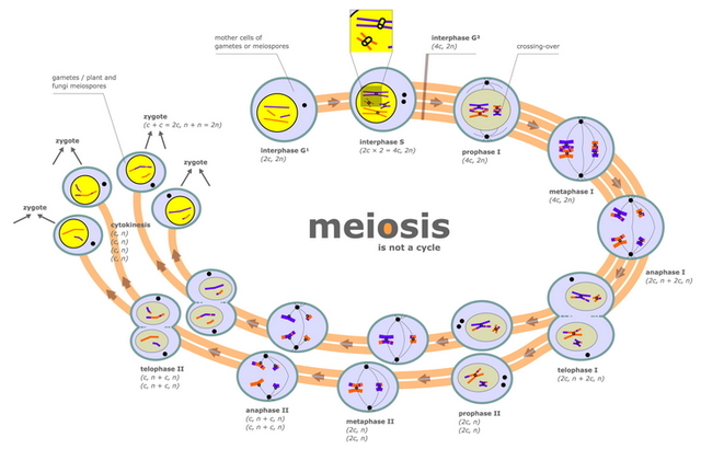 Meiosis