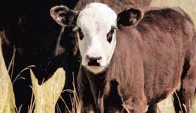 Se produce por primera vez un ternero a partir de un embrión congelado.