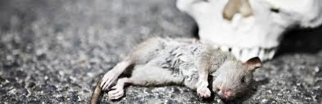 Black death begins in Europe