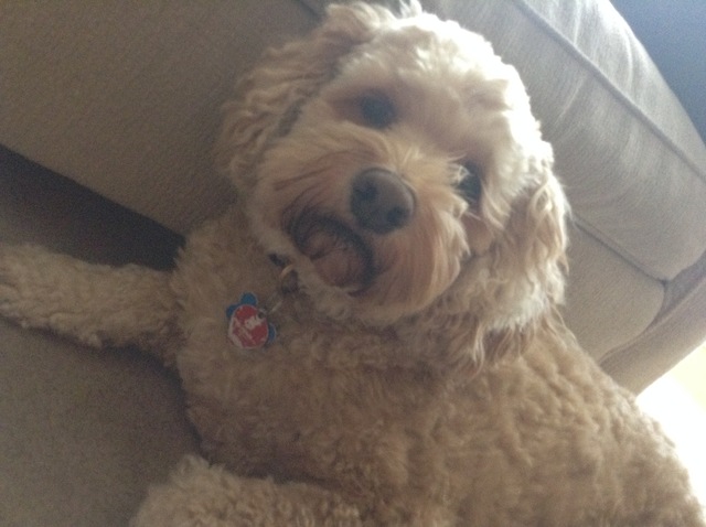 #5: We got a dog - Luke