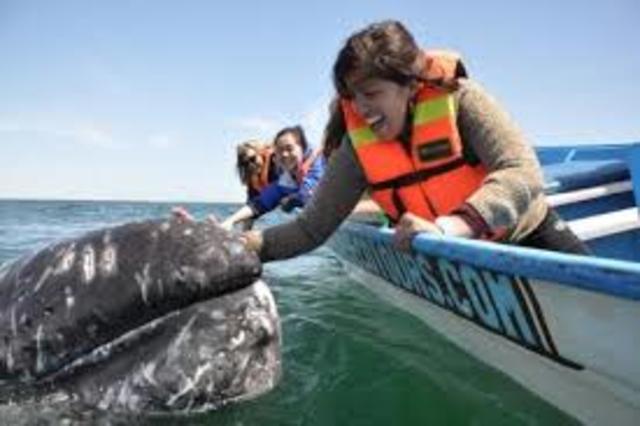 Programa Integral para la Observación de la Ballena Gris