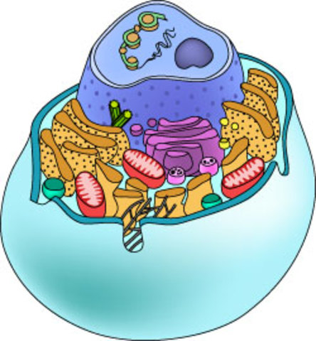 Eukaryotes evolve from prokaryotes