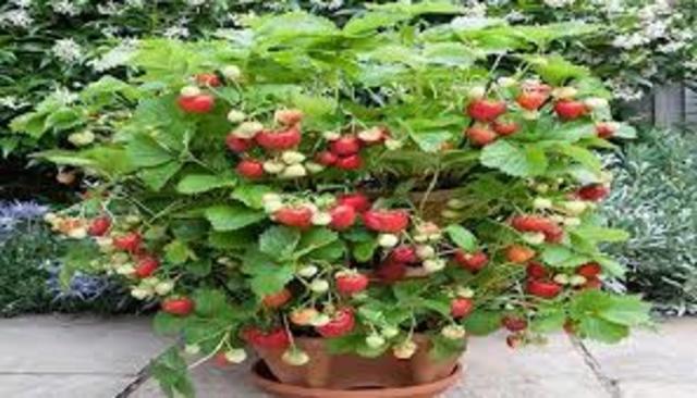 FORMACIÓN DEL FRUTO