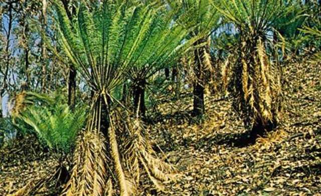 *Juura (201mln a. t)