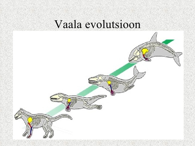 *Paleogeen (66 mln a.t)