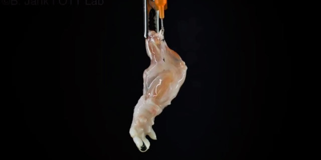 Primera extremidad creada en laboratorio