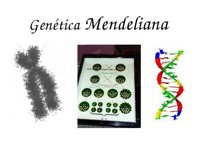 desarrollo funciones geneticamente