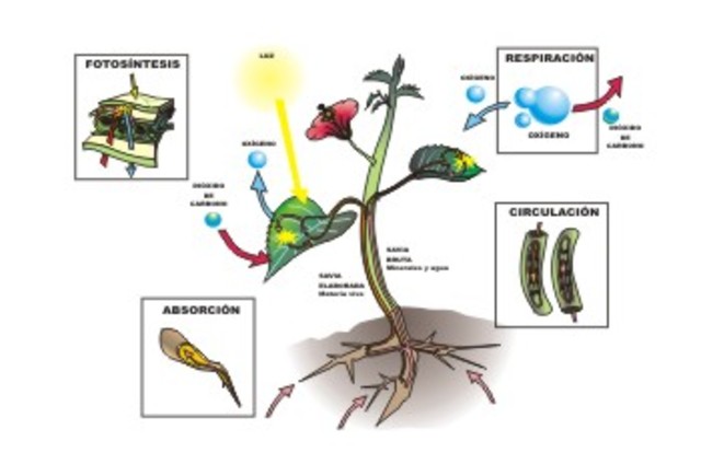 Planteamiento de los principales nutrientes inorgánicos