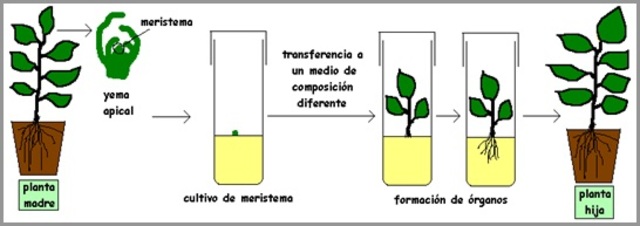 Intento de cultivo de tejido