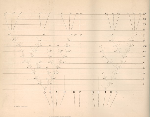 Explanation of Branching Evolution from a Common Ancestor