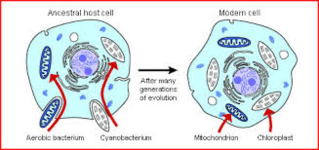 Lynn Margulis proposes the endosymbiotic theory
