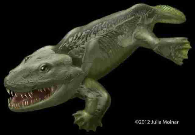 First animals on land