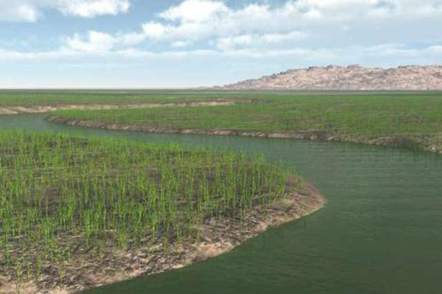 Plants colonize the land