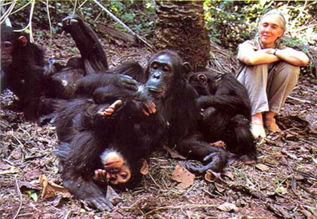 Jane Goodall hear's about the crisis.