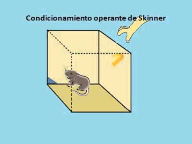 CAJA DE SKINNER