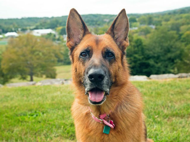 the first day i got a dog