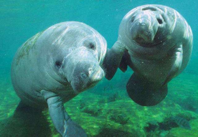 Florida manatee sanctuary act of 1978