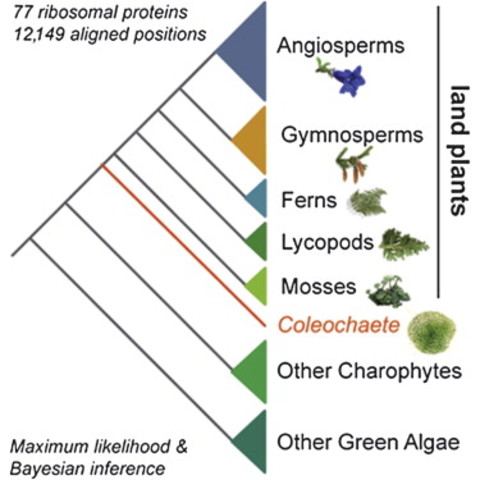Early diversification of land plants