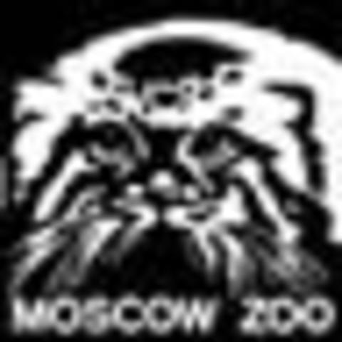 Amur Leopard Wildlife Help Project