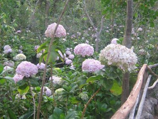 Jardín de Hortencias