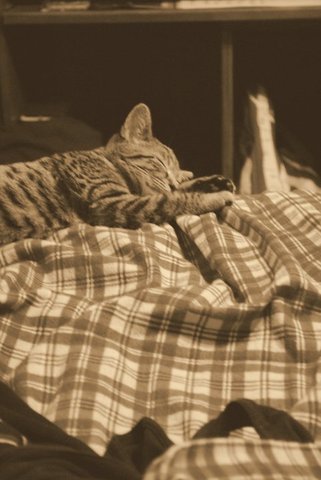 Molly's First Thanksgiving