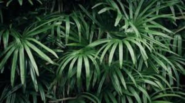 Matthias Schleiden discovers that all plant are made of cells