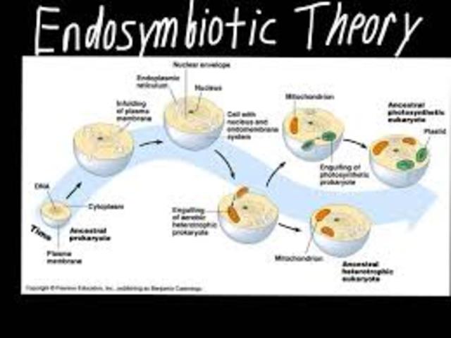 Endosymbiotic theory