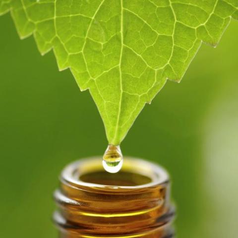 Término de la Homeopatía