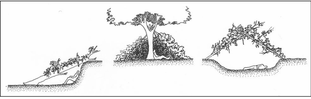 Neandertal al de Cromagnon