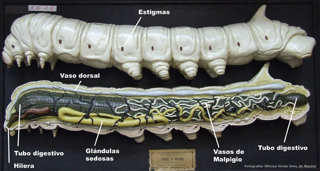 Gusano de seda