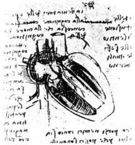 Malpighi descubre el interior de los pulmones