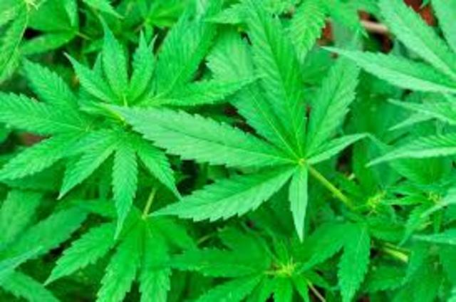 The Marijuana Tax Act was passed by congress