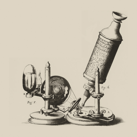 Primeras ilustraciones de insectos