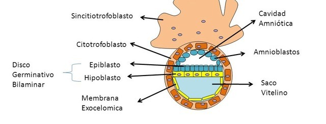 2° Semana (7-12 Días)